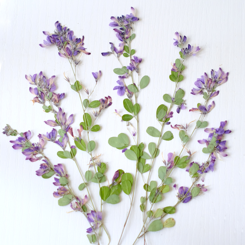 Dried Flower Bookmark - 6개, 자연산 레스페다자 포모사 말린 압화,