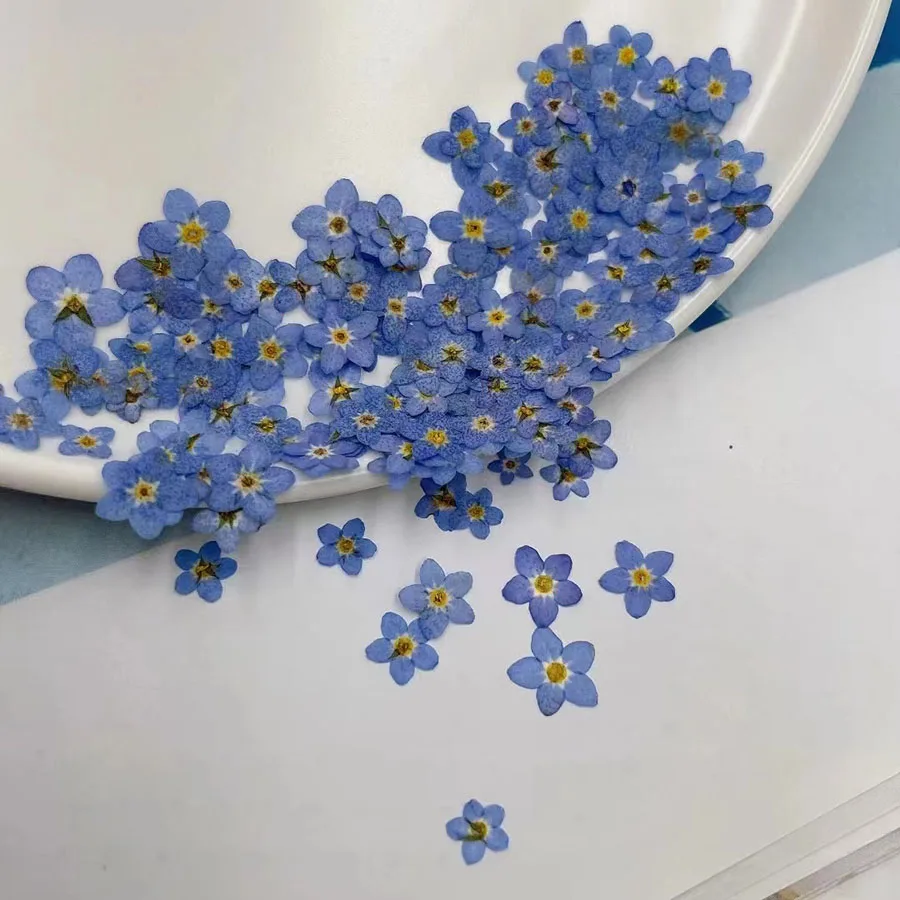 Dried Flower Bookmark - 자연 건조된 블루 포겟메노트 꽃(미오소티스 실바티카)