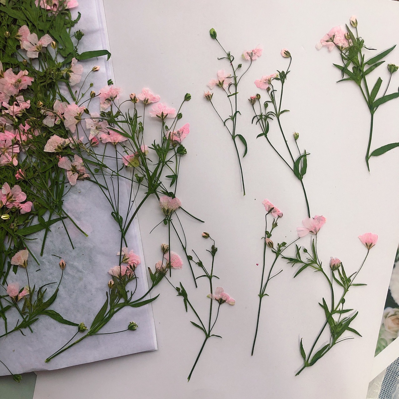 Dried Flower Bookmark - 12pcs 5-6cm 드라이 플라워 헤드 수지