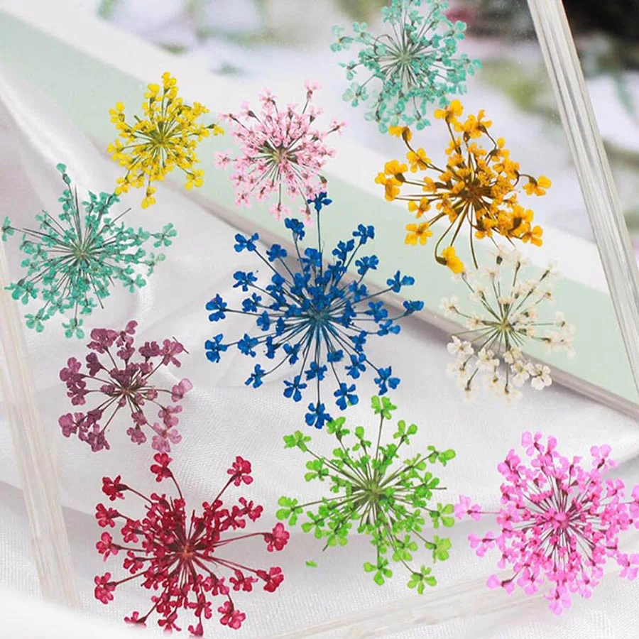 Dried Flower Bookmark - 60pcs 말린 20-25mm Ammi Majus 꽃