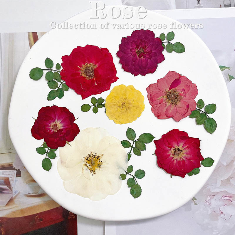 Dried Flower Bookmark - 60pcs 누르면 말린 빨간색 노란색 핑크