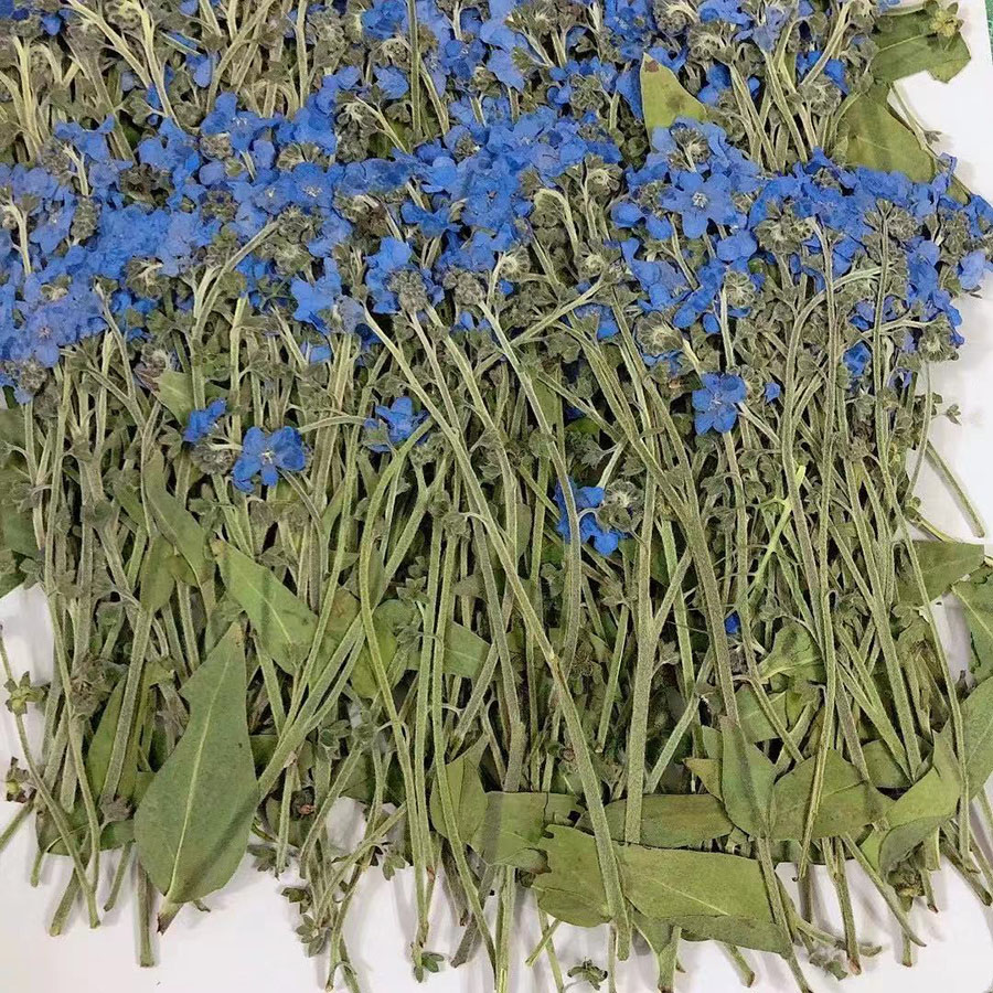자연 건조된 블루 포겟메노트 꽃(미오소티스 실바티카)  - Dried Flower Bookmark 리뷰 및 가격