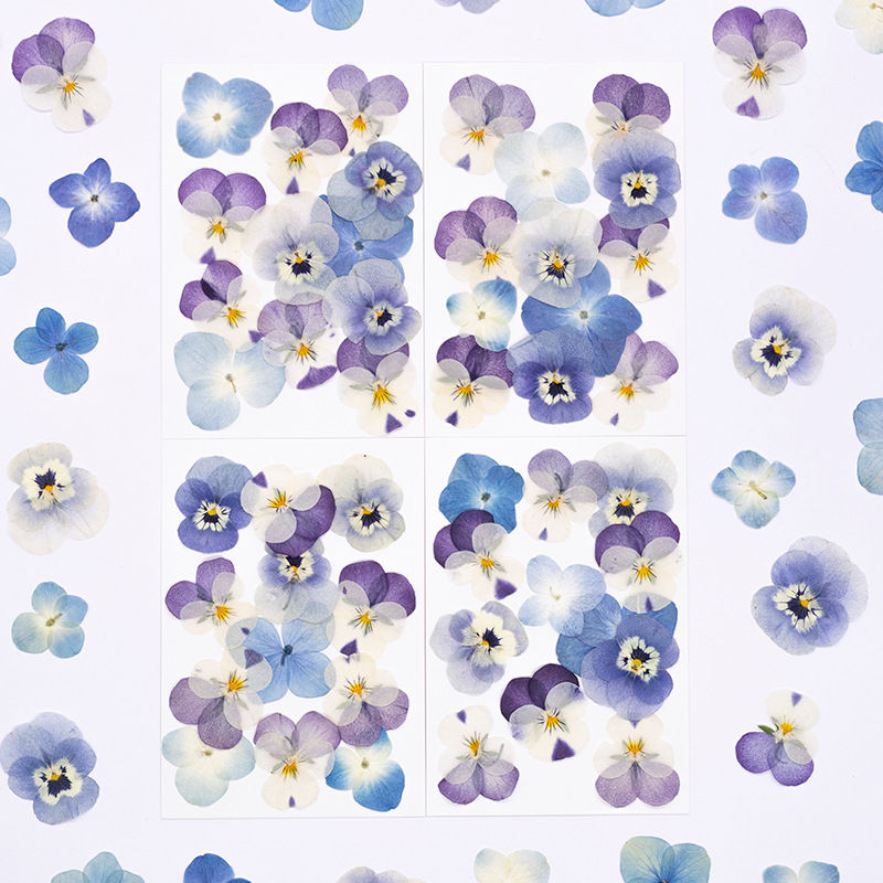 12pcs, 리얼 비올라 코르누타 압축 건조 꽃 천연  - Dried Flower Bookmark 리뷰 및 가격
