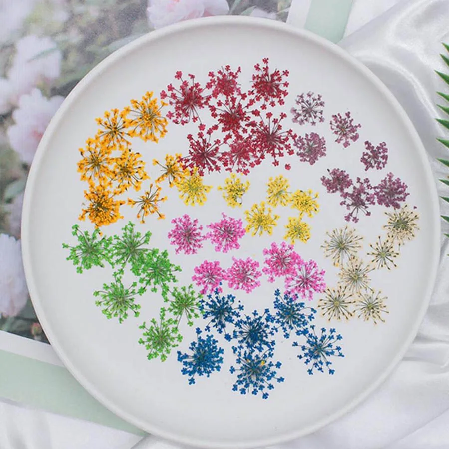 60pcs 말린 20-25mm Ammi Majus 꽃  - Dried Flower Bookmark 리뷰 및 가격