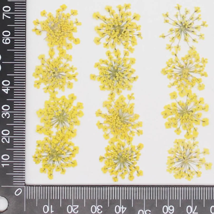 60pcs 말린 20-25mm Ammi Majus 꽃  - Dried Flower Bookmark 리뷰 및 가격
