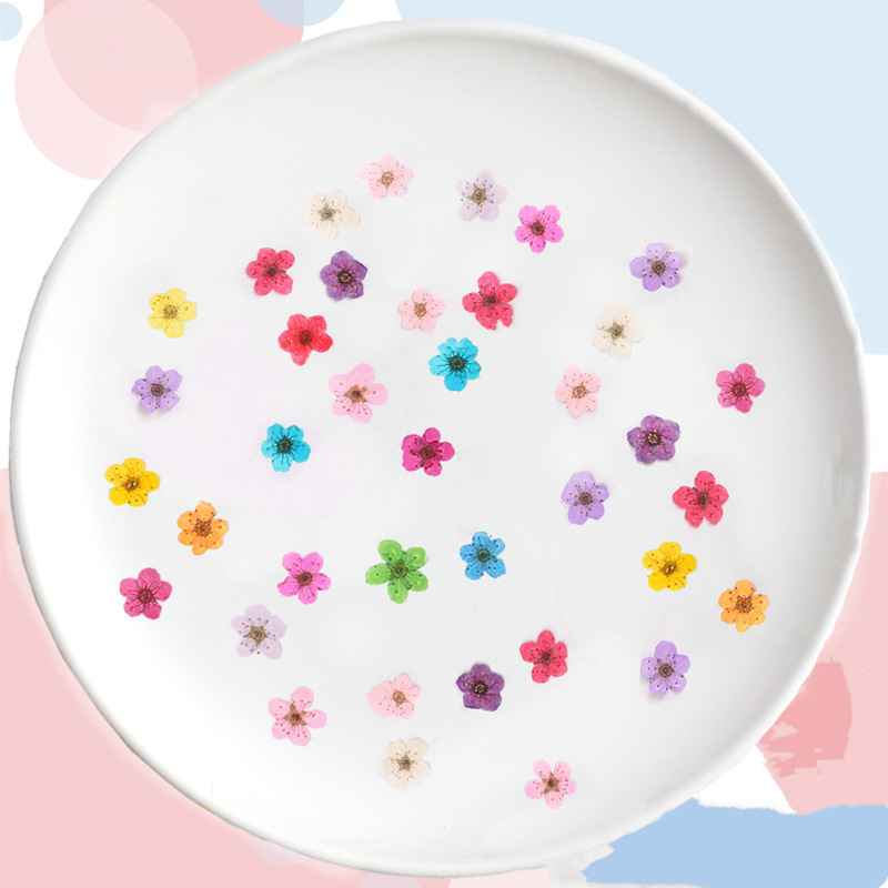 60pcs 미니 누르면 말린 수선화 Jonquilla  - Dried Flower Bookmark 리뷰 및 가격