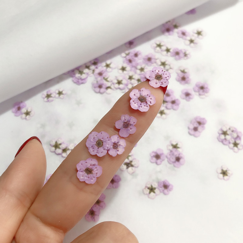 60pcs 미니 누르면 말린 수선화 Jonquilla  - Dried Flower Bookmark 리뷰 및 가격