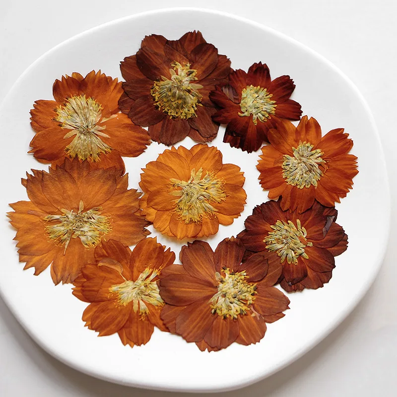 12pcs/3-5cm, 자연 누르면 Thiohua 국화 - Dried Flower Bookmark 리뷰 및 가격