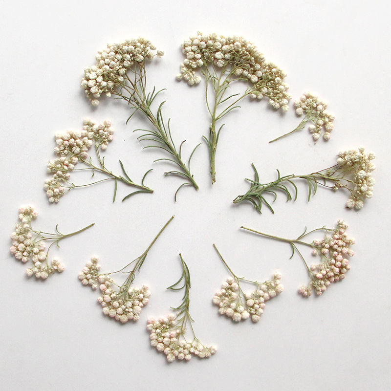 12개, 자연산 수수꽃 가지, 압화 DIY 글루 드롭  - Dried Flower Bookmark 리뷰 및 가격