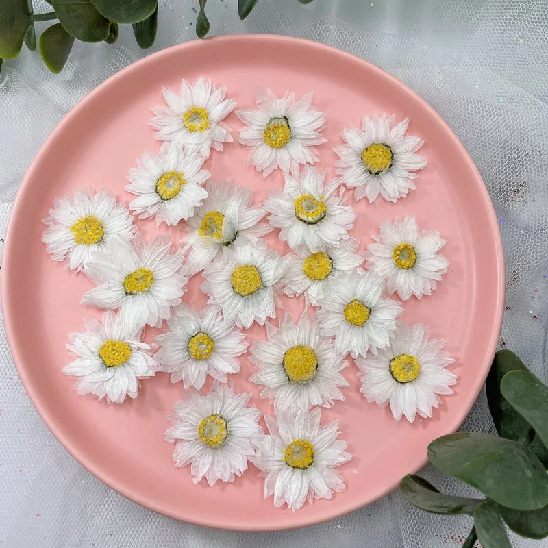 24pcs/2-4CM, 자연 누르면 꽃 꽃잎, 진짜 말 - Dried Flower Bookmark 리뷰 및 가격