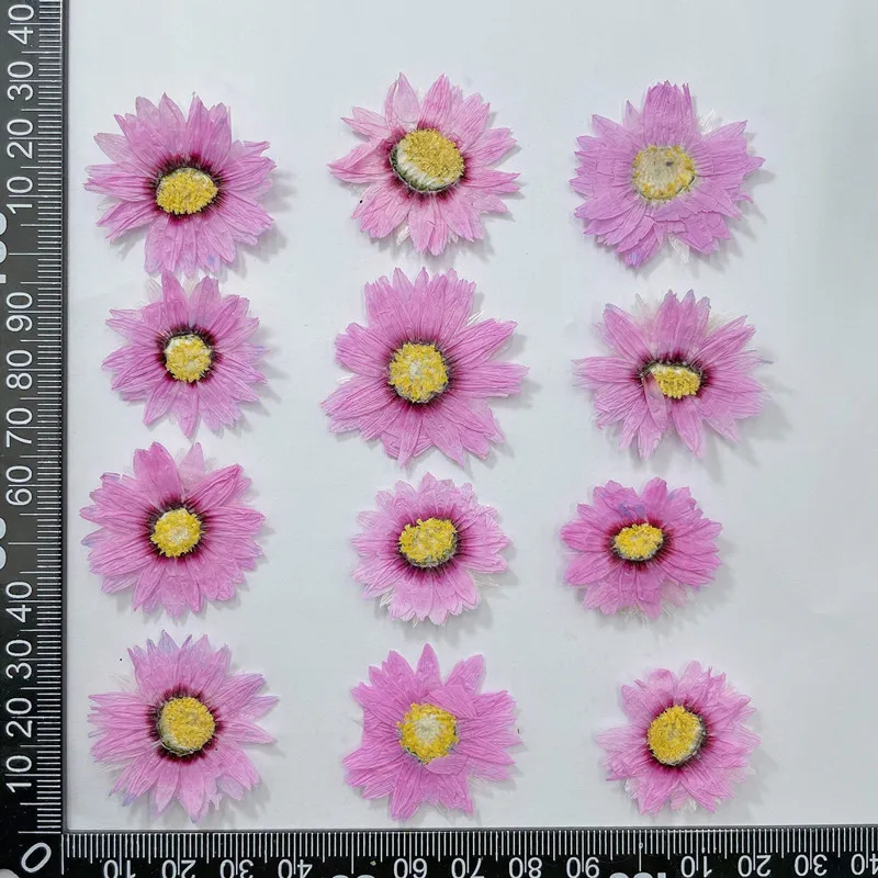 24pcs/2-4CM, 자연 누르면 꽃 꽃잎, 진짜 말 - Dried Flower Bookmark 리뷰 및 가격