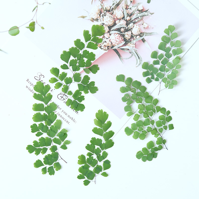 60개 천연 식물 압화 고사리 잎 압화 표본 드라이플라 - Dried Flower Bookmark 리뷰 및 가격