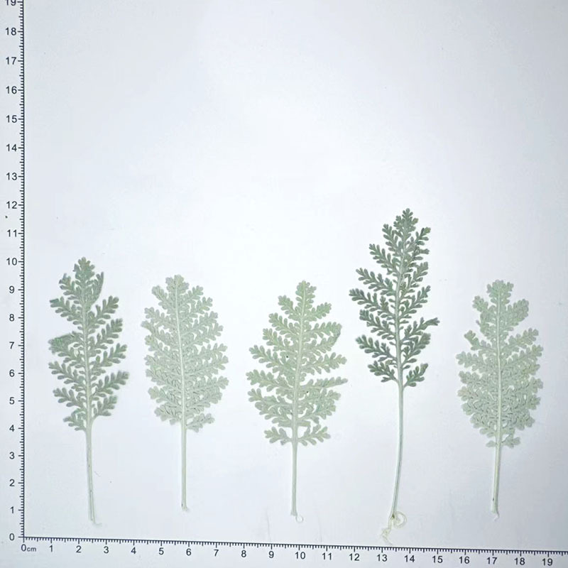 100개 천연 은색 깃털 잎사귀, 색상으로 염색한 압화 - Dried Flower Bookmark 리뷰 및 가격