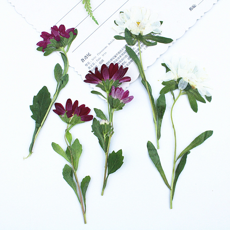 24pcs, 레진 전화 케이스 램프 데칼 북마크 식물  - Dried Flower Bookmark 리뷰 및 가격