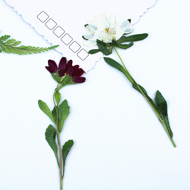 24pcs, 레진 전화 케이스 램프 데칼 북마크 식물  - Dried Flower Bookmark 리뷰 및 가격