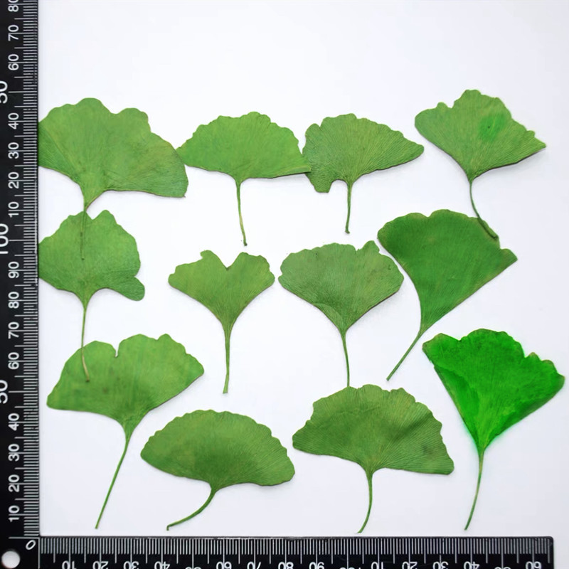 60개 압축 건조된 노란색/녹색 은행잎(메이든헤어) 식 - Dried Flower Bookmark 리뷰 및 가격