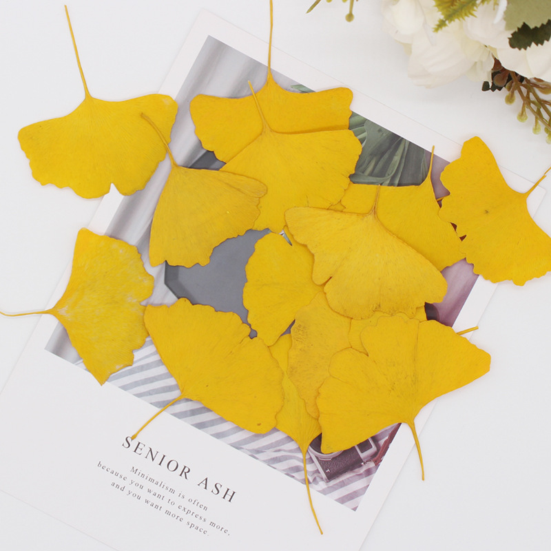 60개 압축 건조된 노란색/녹색 은행잎(메이든헤어) 식 - Dried Flower Bookmark 리뷰 및 가격